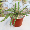 Euphorbia lenewtonii, a spiky green plant with angular stems, shown in a brown container with gravel and lush greenery in the background.