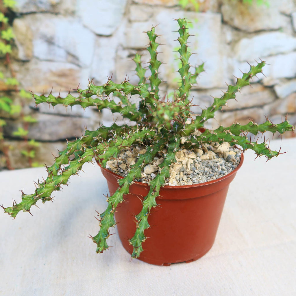 Euphorbia lenewtonii, a spiky green plant with angular stems, shown in a brown container with gravel and lush greenery in the background.