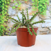 Euphorbia lenewtonii, a spiky green perennial herb, in a brown plastic pot with pebbles on a light surface near stone and vines.