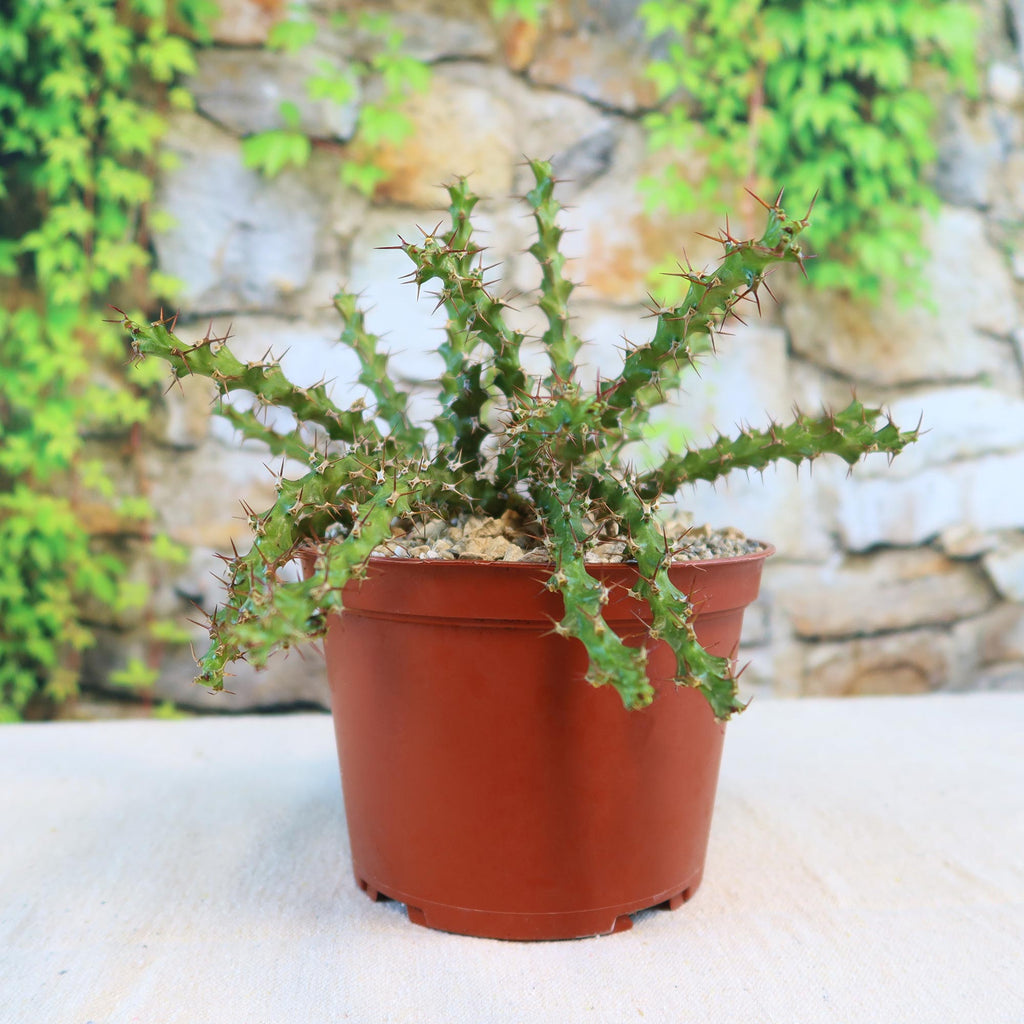 Euphorbia lenewtonii, a spiky green perennial herb, in a brown plastic pot with pebbles on a light surface near stone and vines.