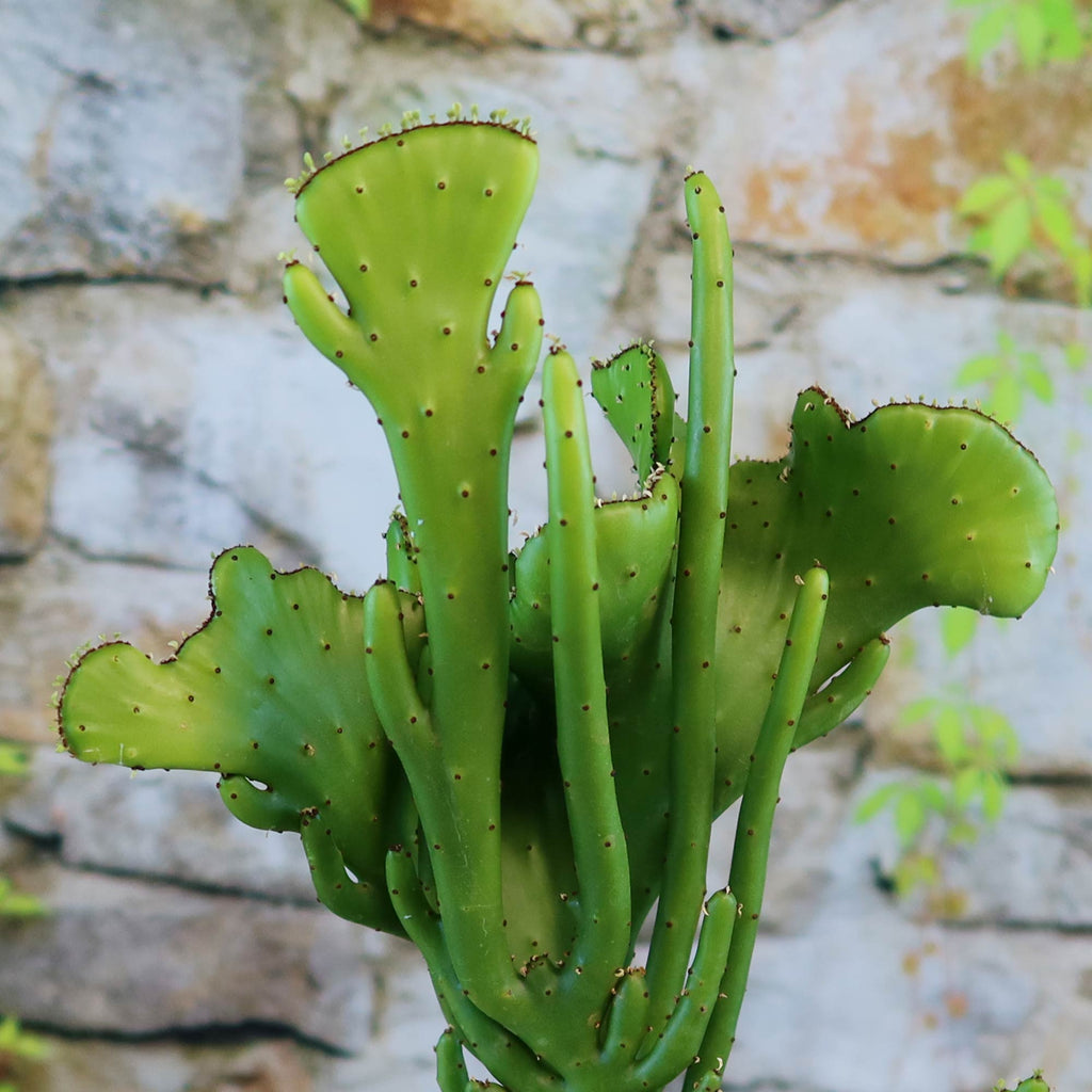 Euphorbia leucodendron crestata
