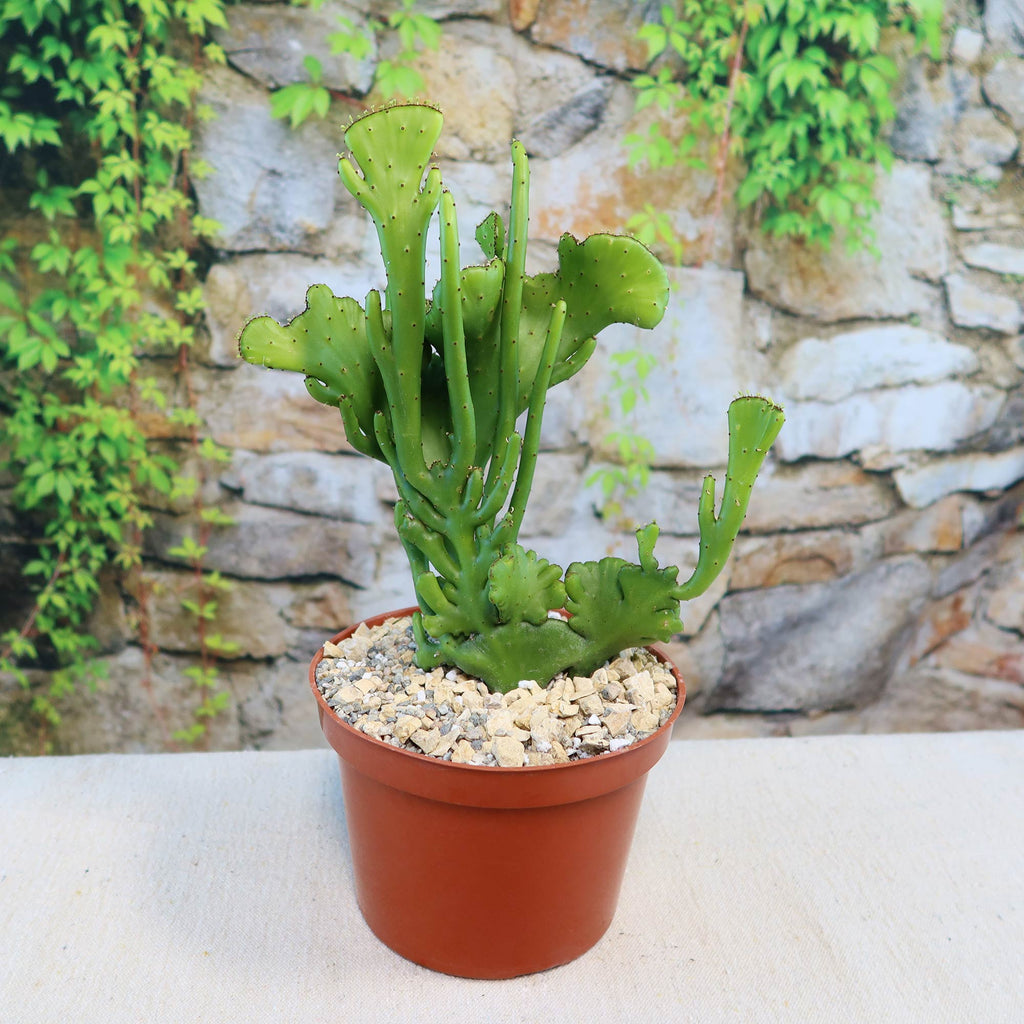 Euphorbia leucodendron crestata