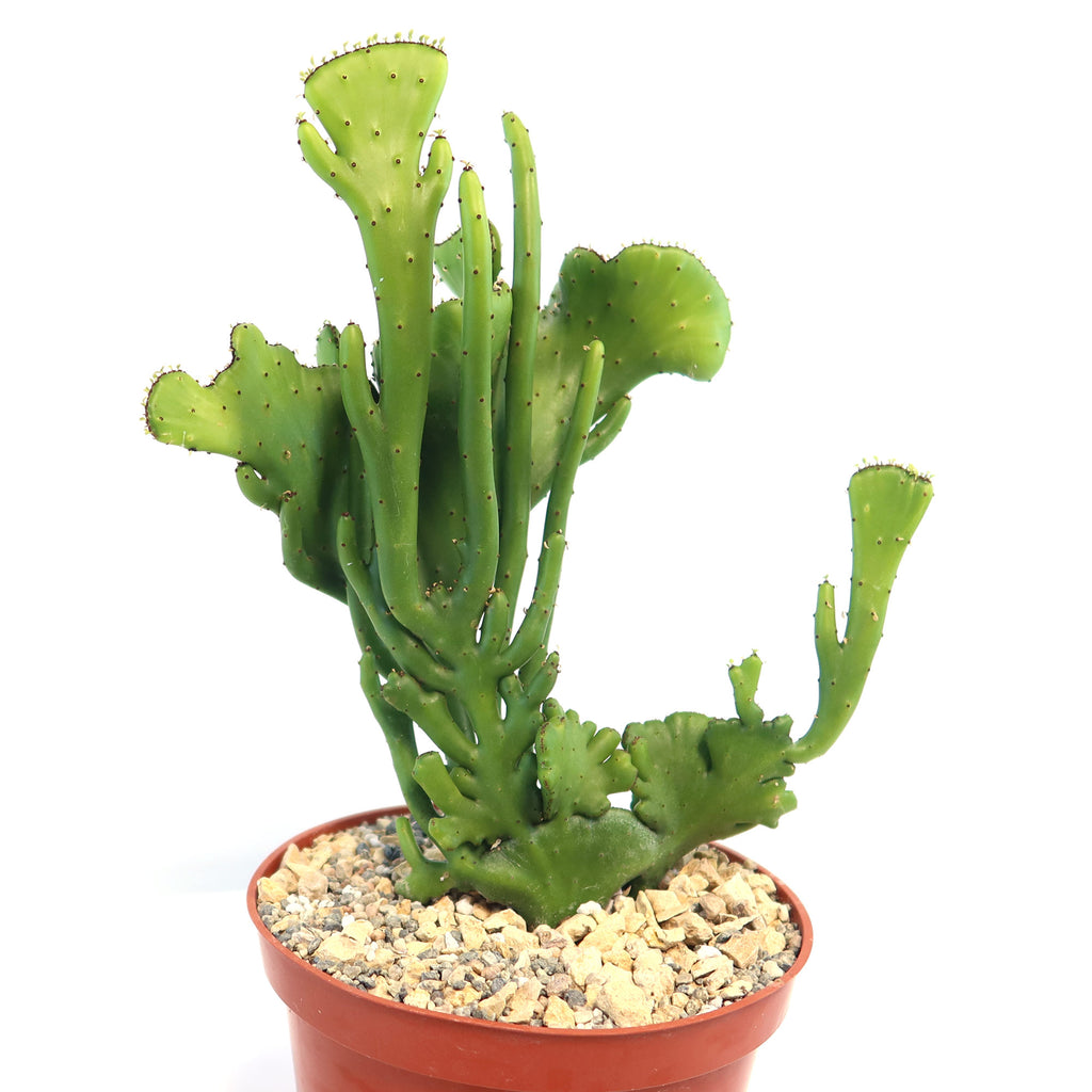 Euphorbia leucodendron crestata