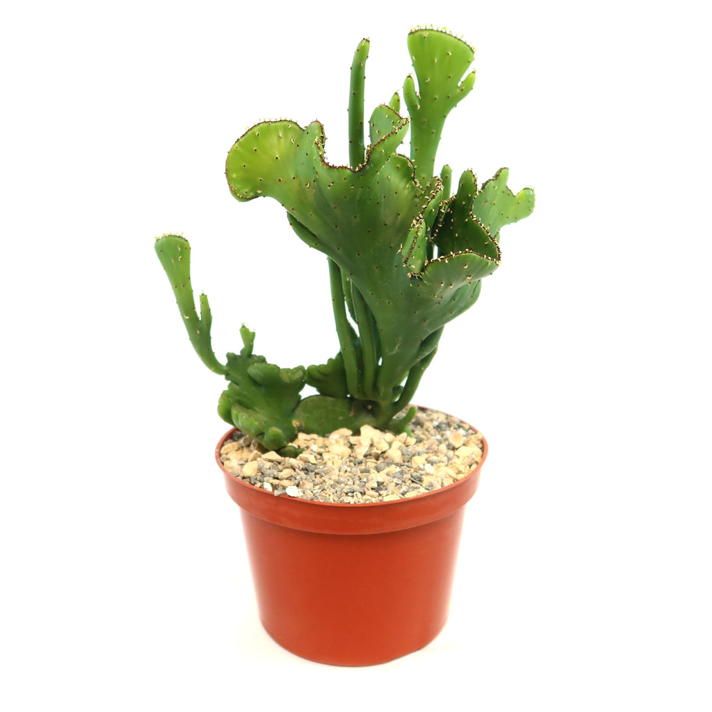 Euphorbia leucodendron crestata