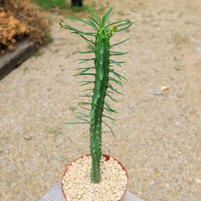 Euphorbia loricata