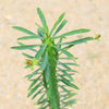 Euphorbia loricata