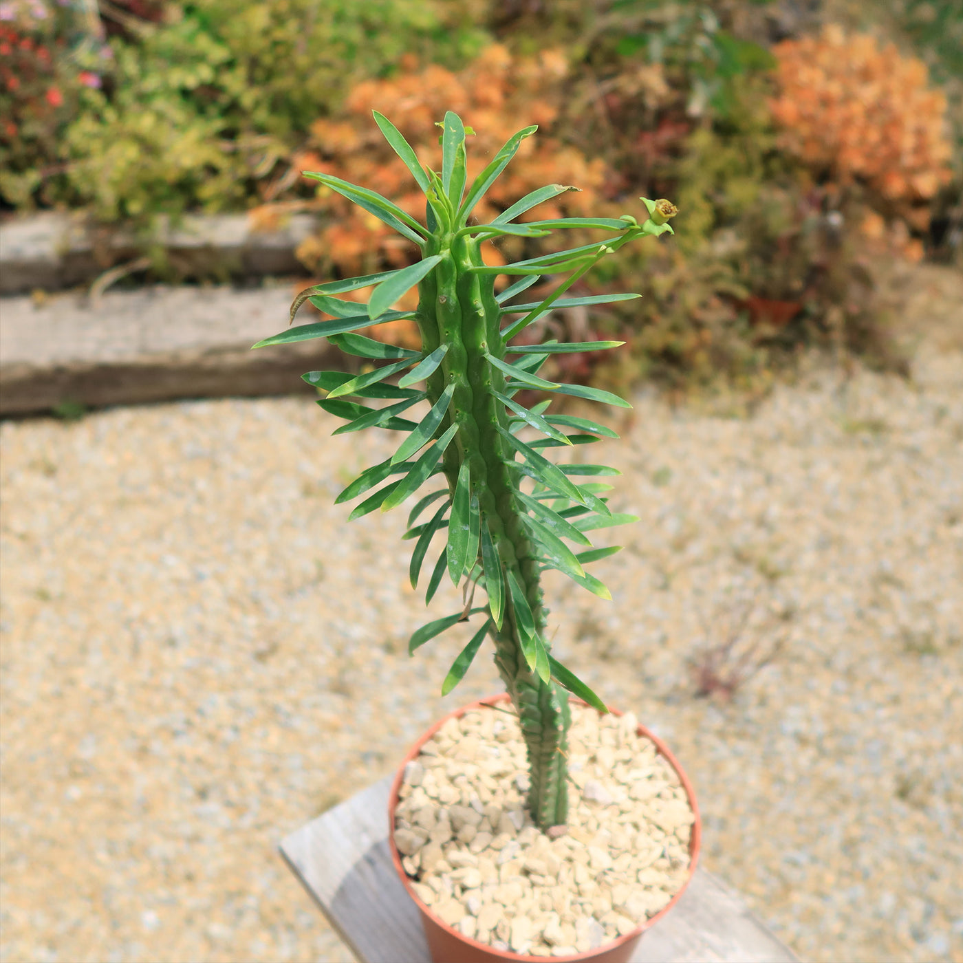 Euphorbia loricata