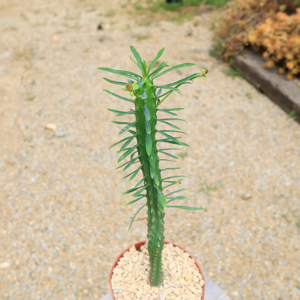 Euphorbia loricata