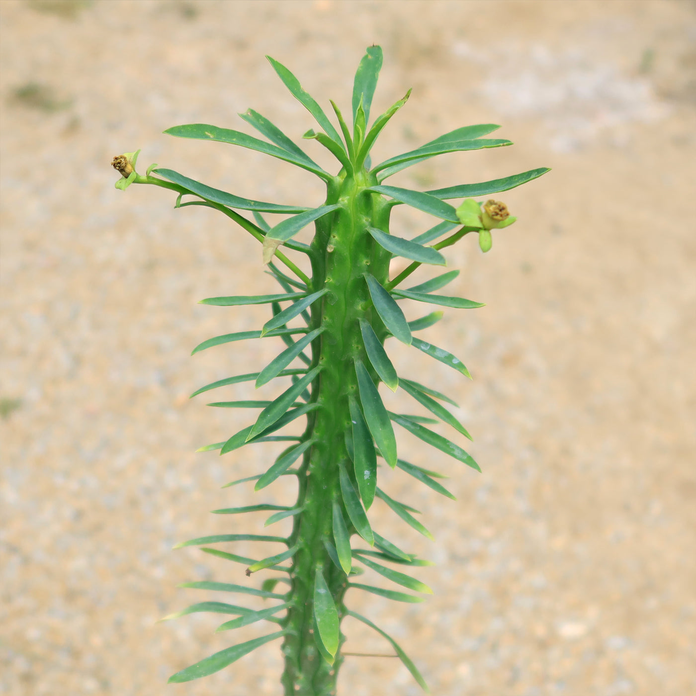 Euphorbia loricata