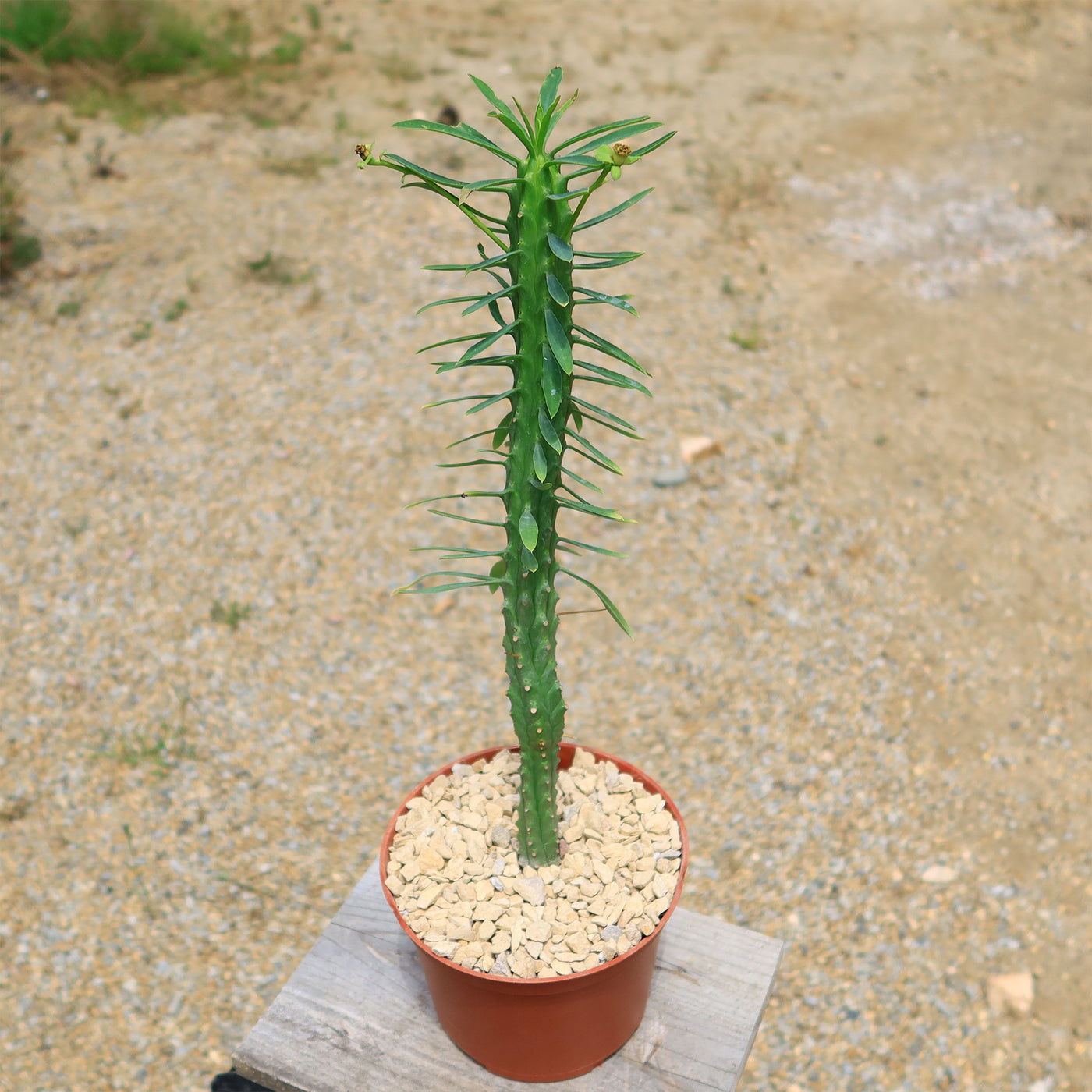 Euphorbia loricata