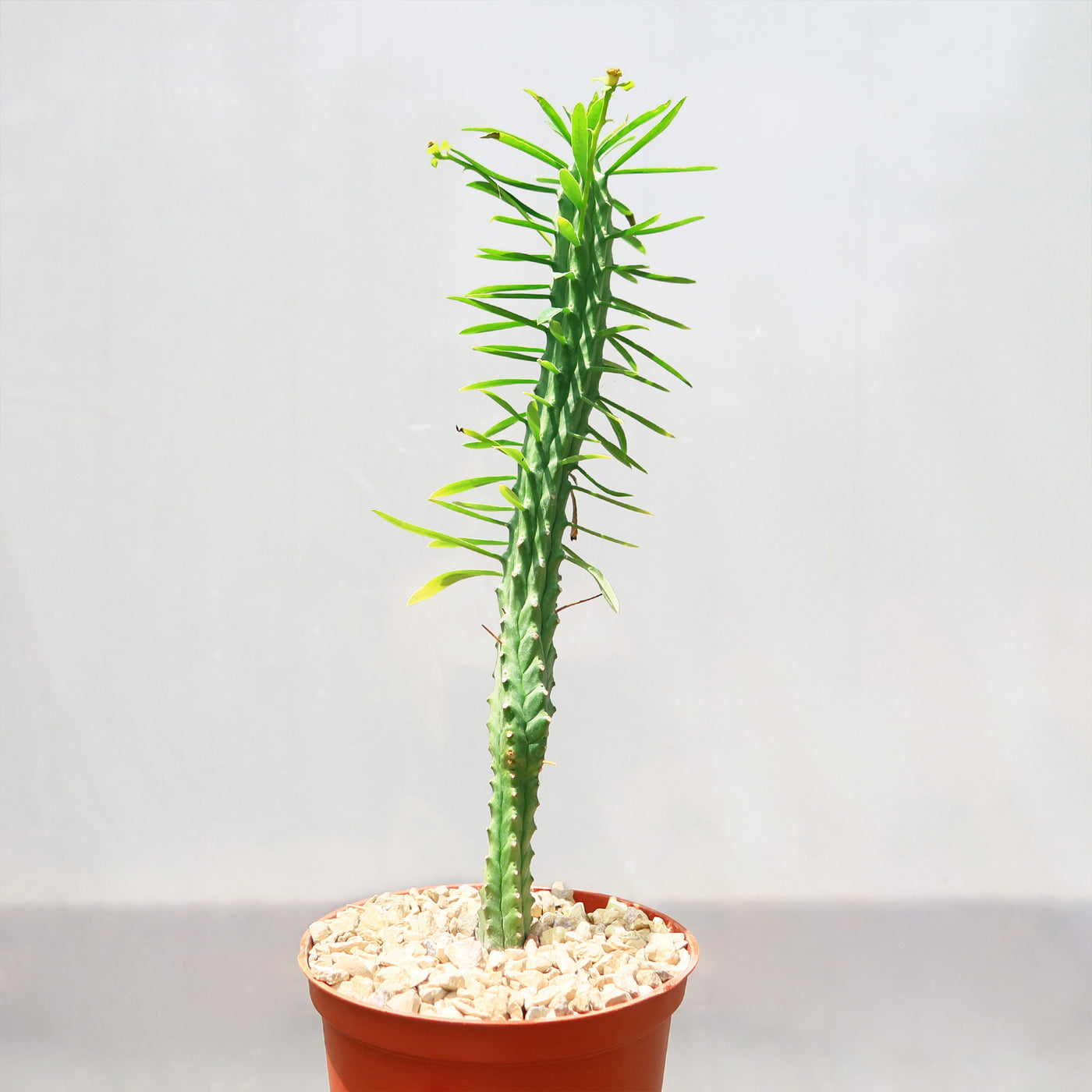 Euphorbia loricata