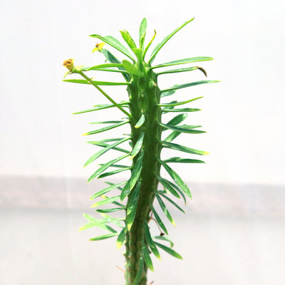 Euphorbia loricata