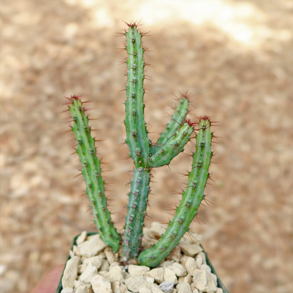 Euphorbia louwii