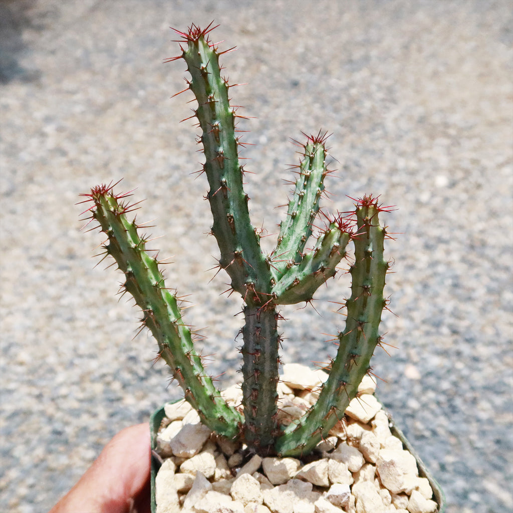 Euphorbia louwii