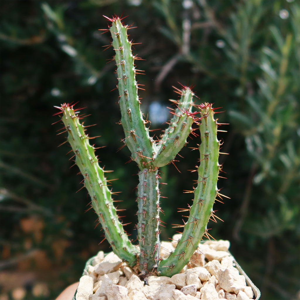 Euphorbia louwii