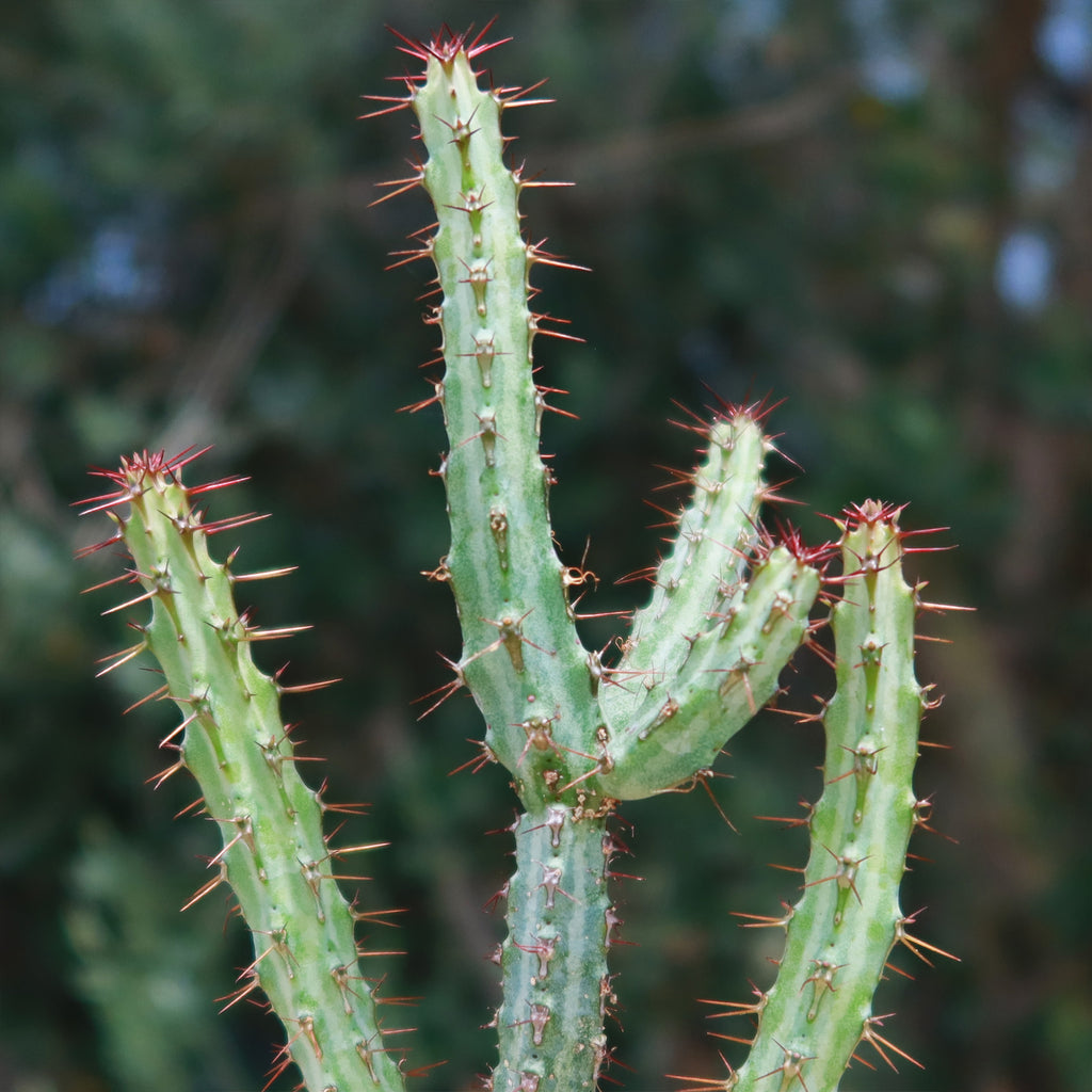 Euphorbia louwii