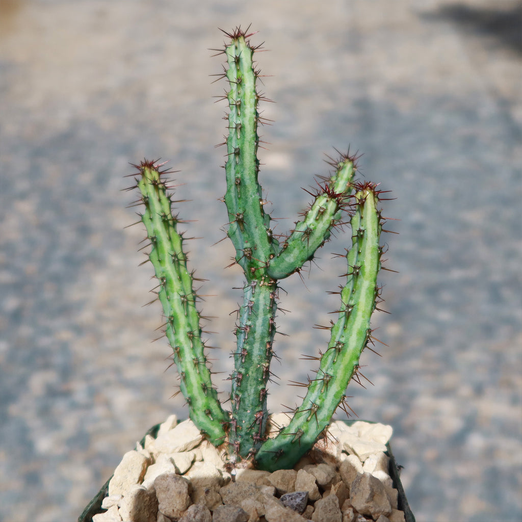 Euphorbia louwii