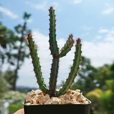 succulent with arms Shop "Euphorbia louwii" at Planet Desert