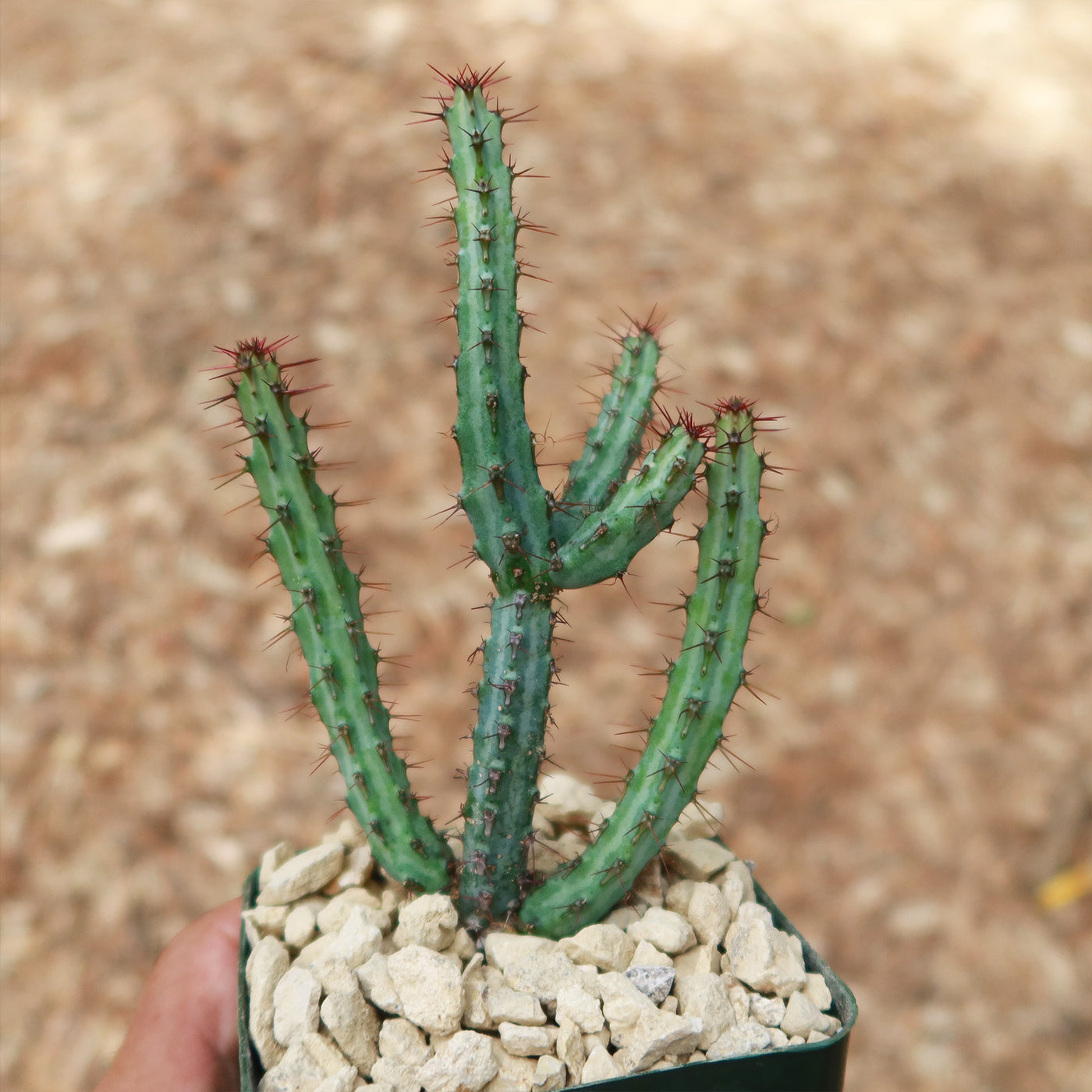 Euphorbia louwii