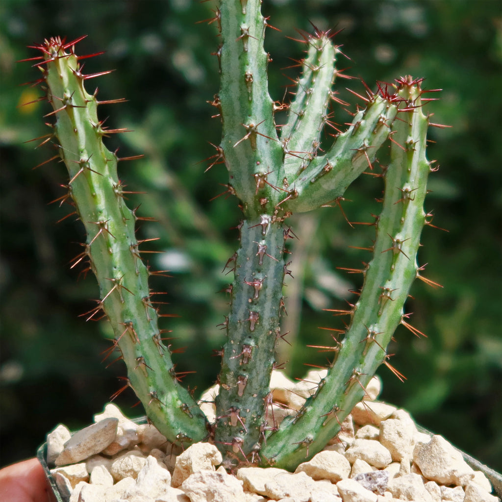 Euphorbia louwii