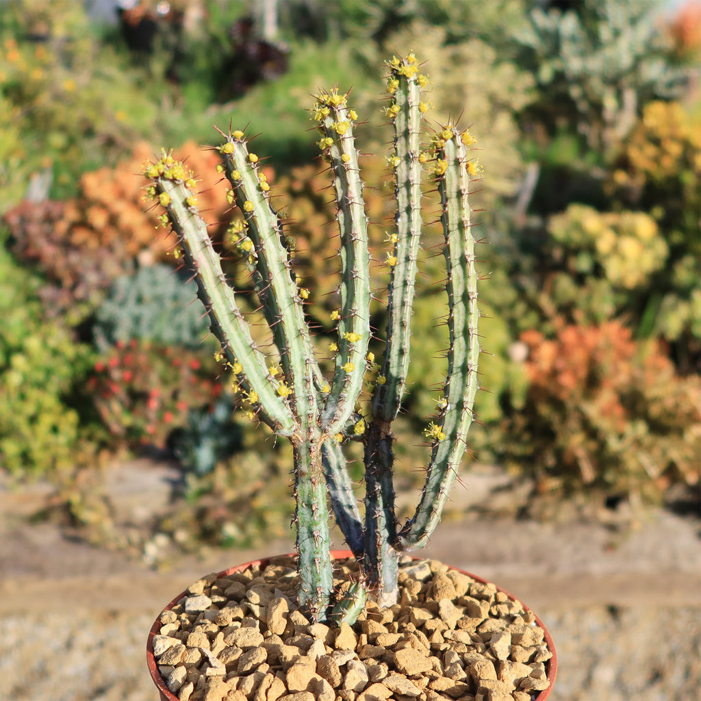 Euphorbia louwii