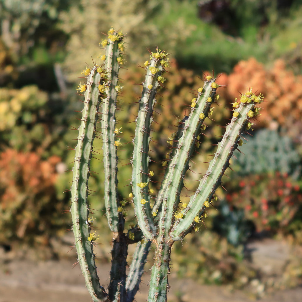 Euphorbia louwii