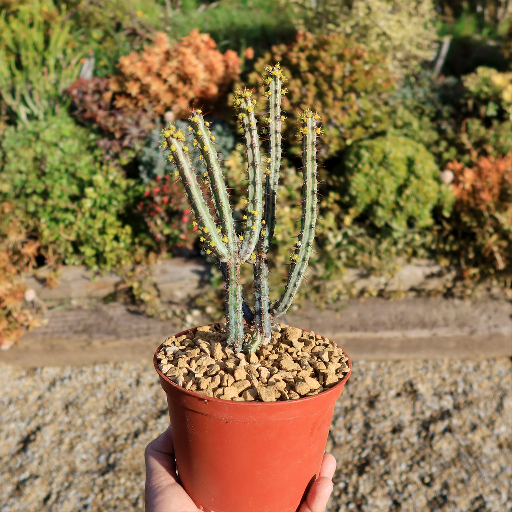 Euphorbia louwii