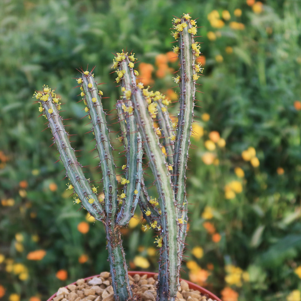 Euphorbia louwii