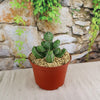 Euphorbia makallensis