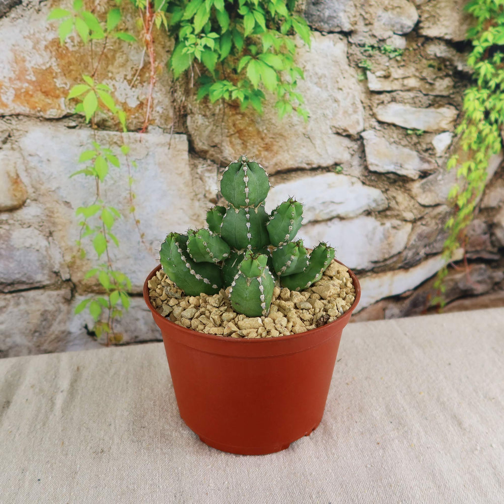 Euphorbia makallensis