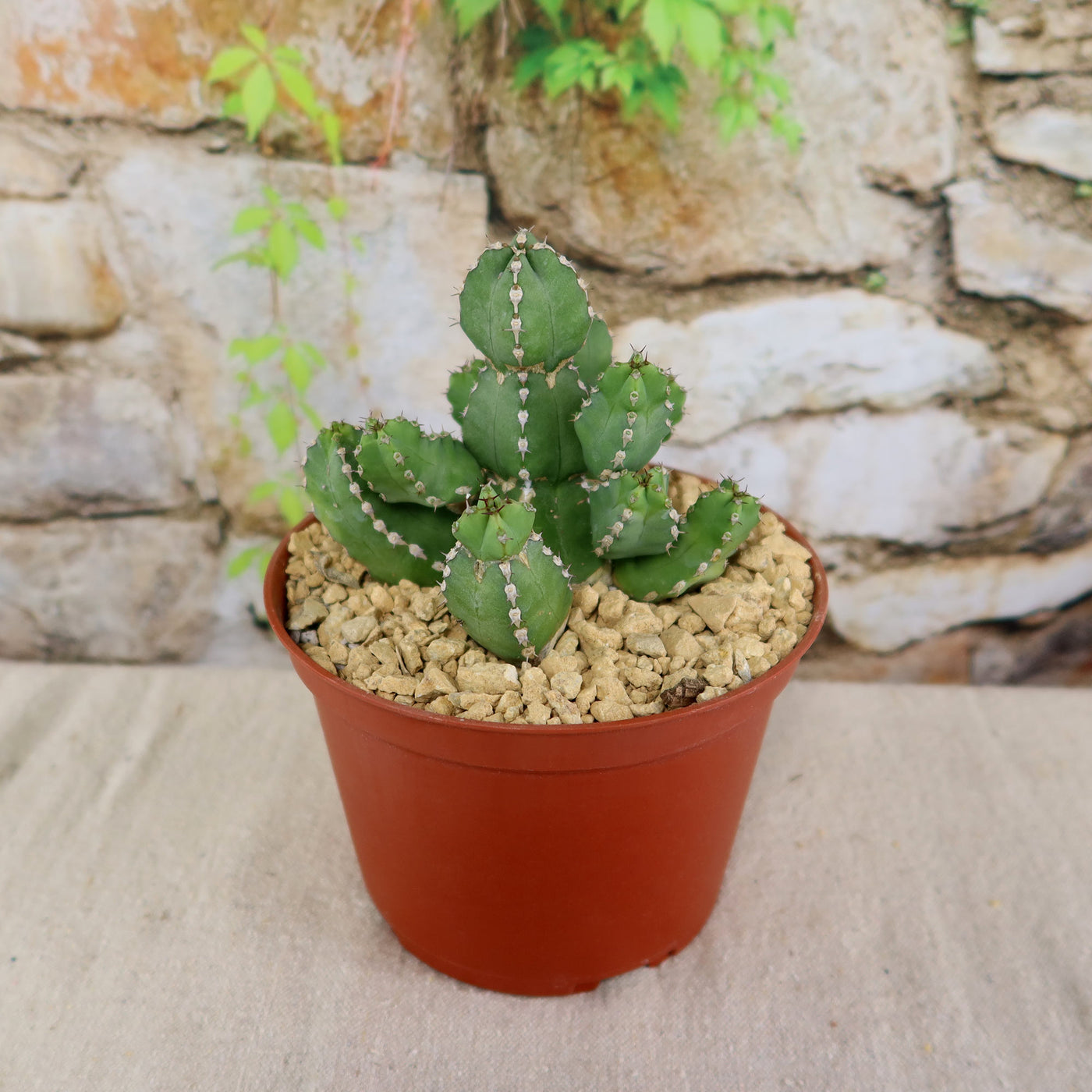 sausage plant succulent Buy Euphorbia Makallensis Online | Sausage Plant