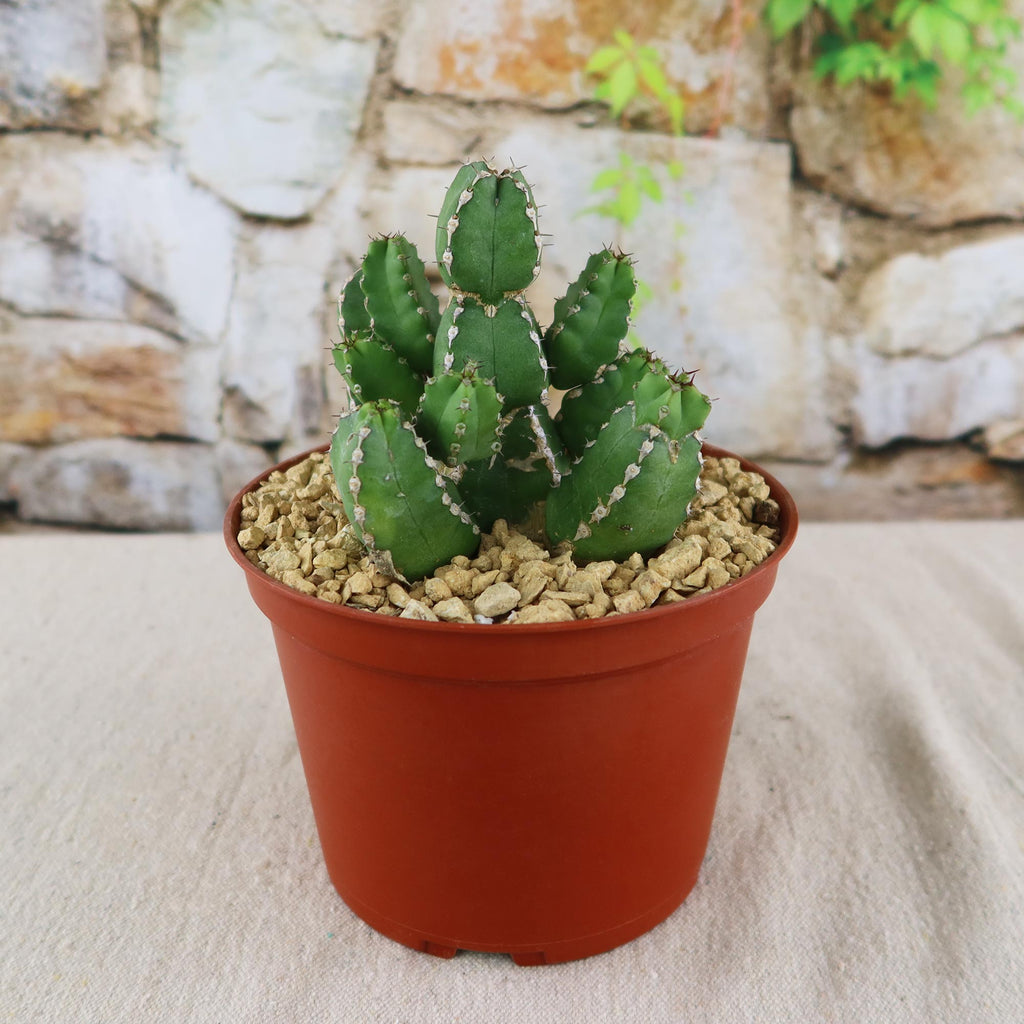 Euphorbia makallensis