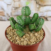 Euphorbia makallensis