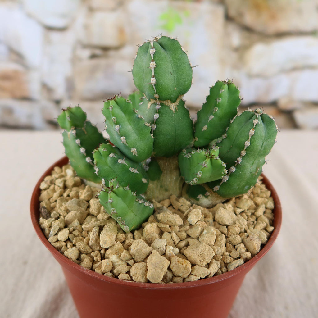 Euphorbia makallensis