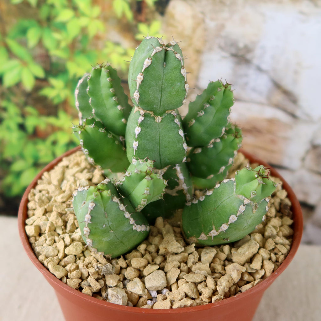 Euphorbia makallensis