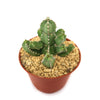 Euphorbia makallensis