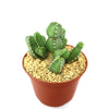 Euphorbia makallensis