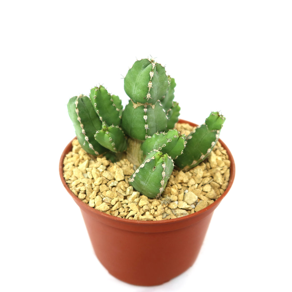 Euphorbia makallensis