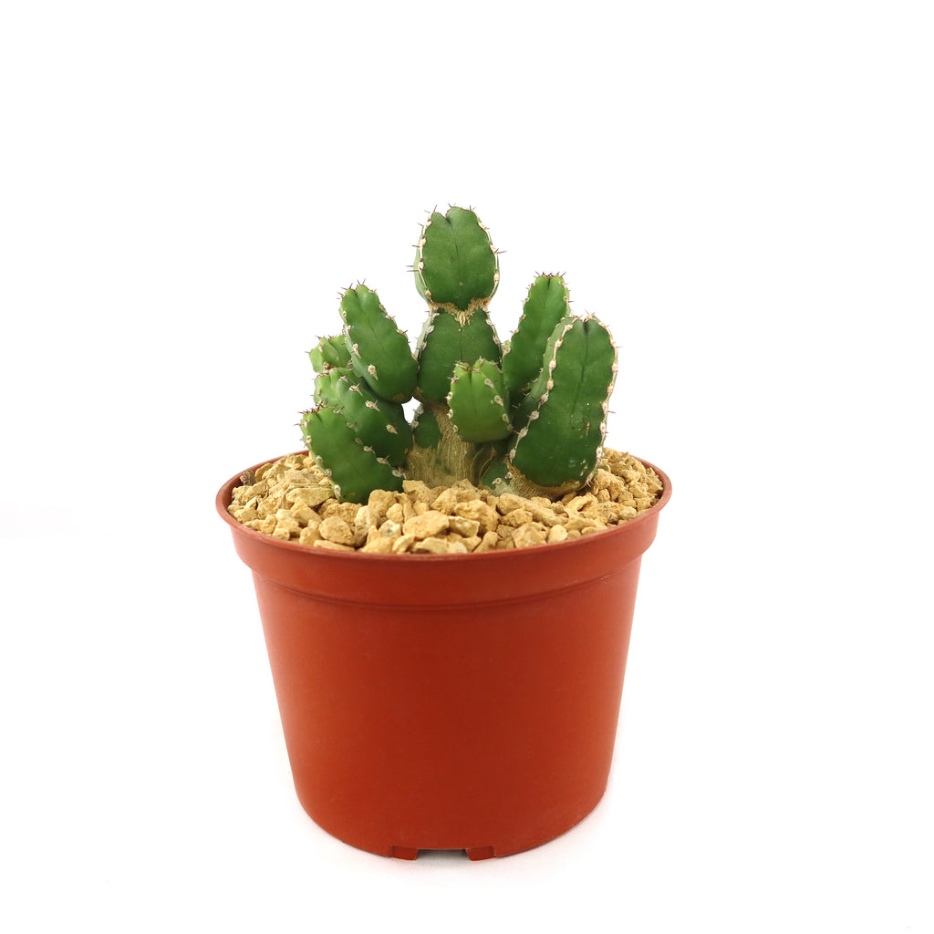 Euphorbia makallensis