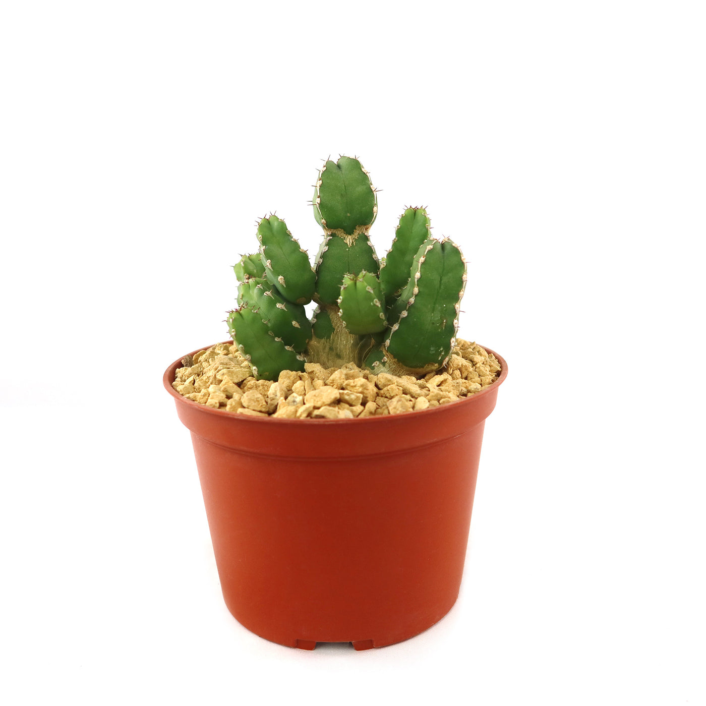 sausage plant succulent Buy Euphorbia Makallensis Online | Sausage Plant
