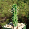 Euphorbia mammillaris corn cob