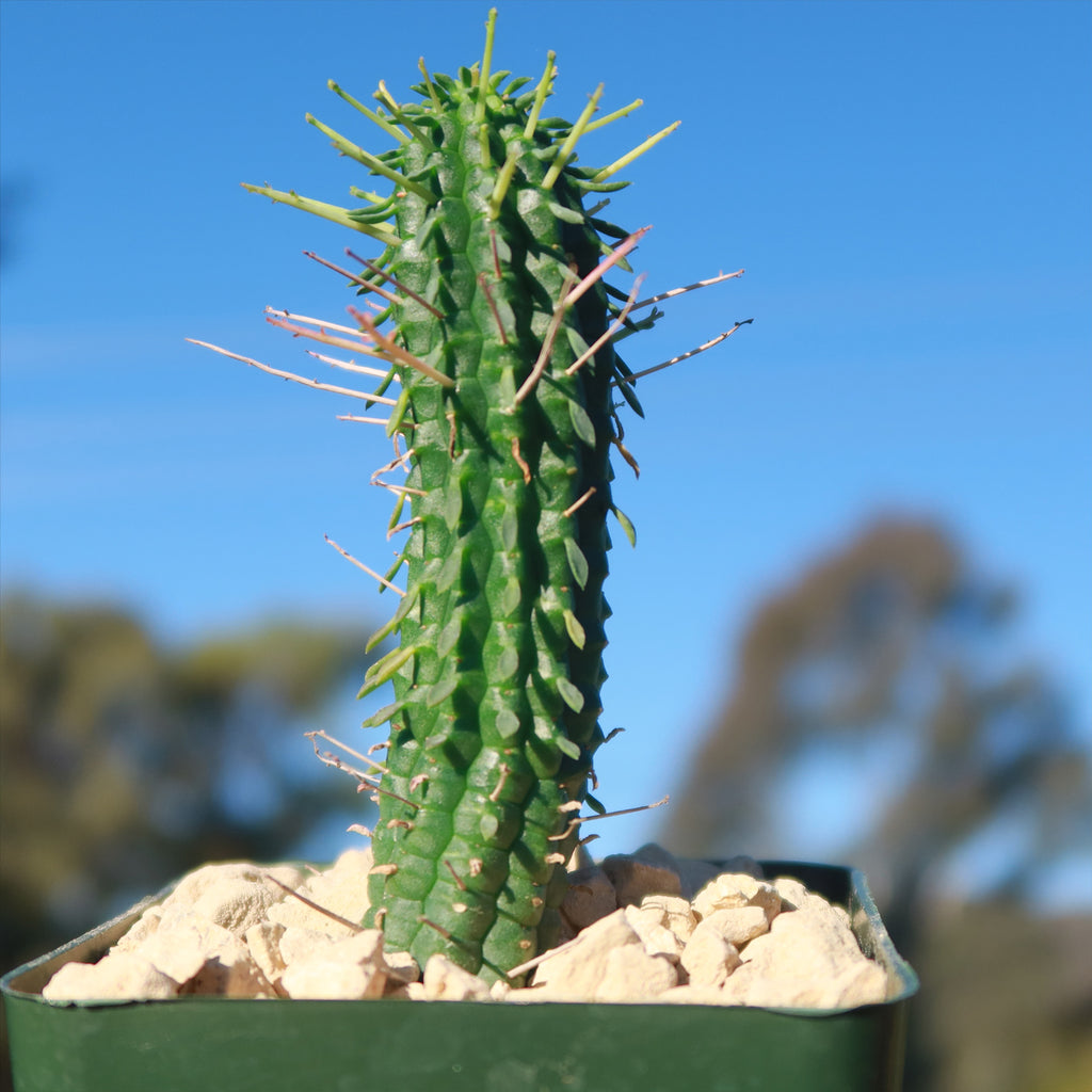 Euphorbia mammillaris corn cob