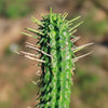 Euphorbia mammillaris corn cob