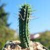 Euphorbia mammillaris corn cob