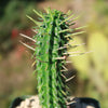 Euphorbia mammillaris corn cob