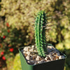 Euphorbia mammillaris corn cob