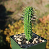 Euphorbia mammillaris corn cob