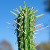 Euphorbia mammillaris corn cob