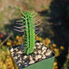 Euphorbia mammillaris corn cob