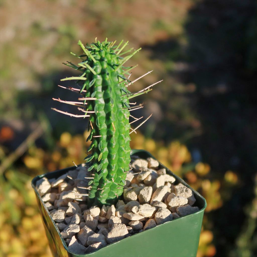 Euphorbia mammillaris corn cob